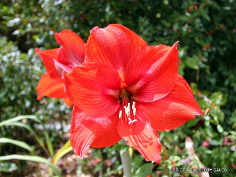 17 Second Avenue, Tarzali QLD 4885