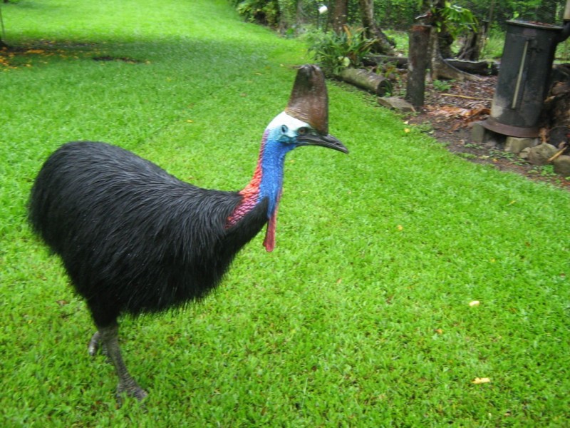 338 Appleyard Road, Bilyana QLD 4854