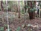 1943 Springbrook Road, Springbrook QLD 4213