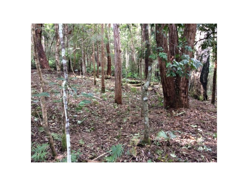 1943 Springbrook Road, Springbrook QLD 4213