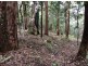 1943 Springbrook Road, Springbrook QLD 4213