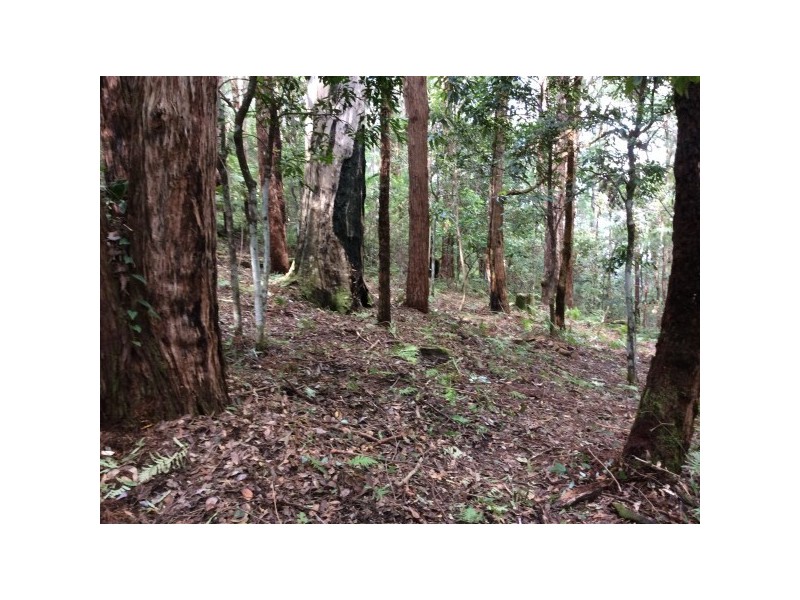 1943 Springbrook Road, Springbrook QLD 4213