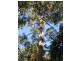 1943 Springbrook Road, Springbrook QLD 4213