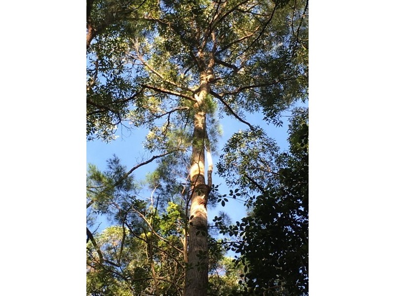 1943 Springbrook Road, Springbrook QLD 4213
