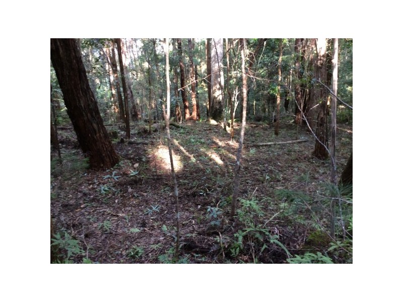 1943 Springbrook Road, Springbrook QLD 4213