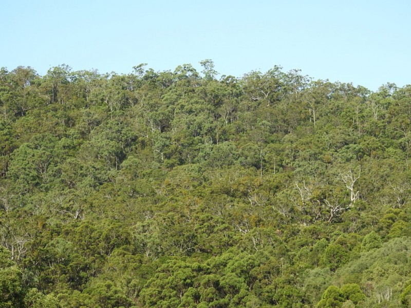 545 Austinville Road, Austinville QLD 4213