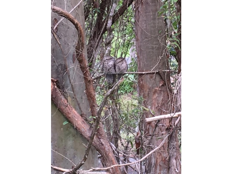 14 Kimberley Court, Eatons Hill QLD 4037