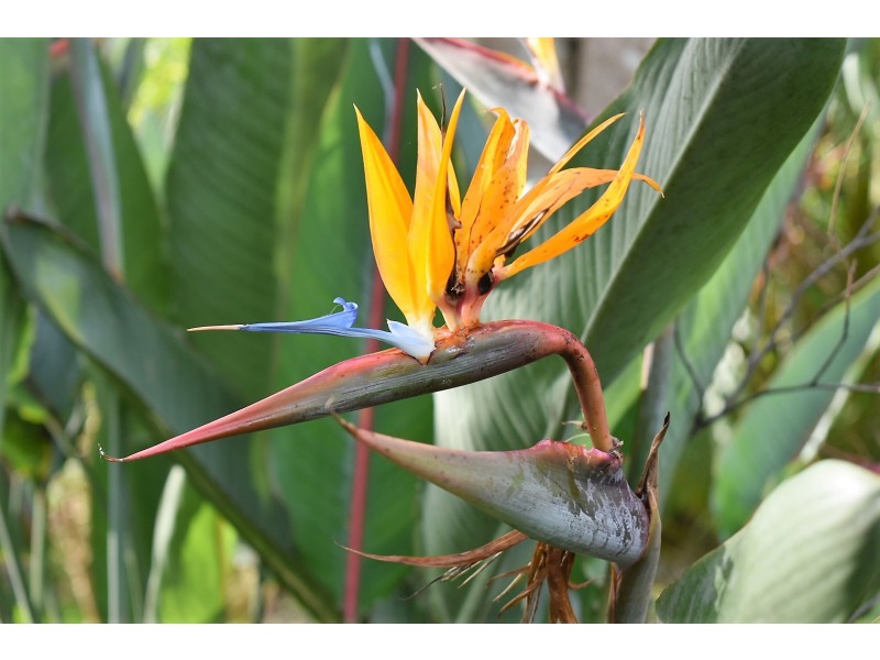 68 Cashmere Lane, Cashmere QLD 4500