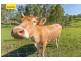 Royston QLD 4515