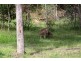 Bellmere QLD 4510
