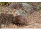 155 Vinces Saddle Road, Sandfly TAS 7150
