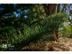 20 Cloudy Bay Road, Lunawanna TAS 7150