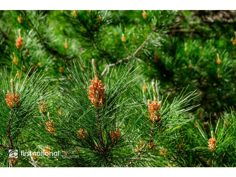 Lot 4, 10 Cloudy Bay Road, Lunawanna TAS 7150