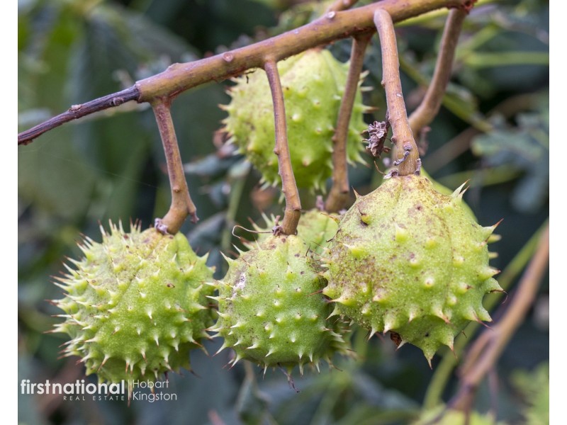 120 McPhersons Road, Adventure Bay TAS 7150