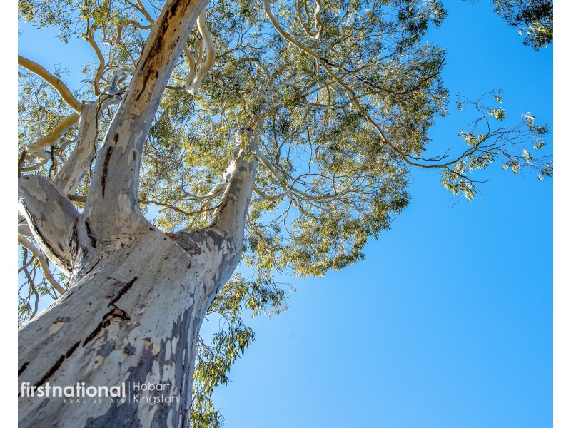 301 Halls Track Road, Sandfly TAS 7150