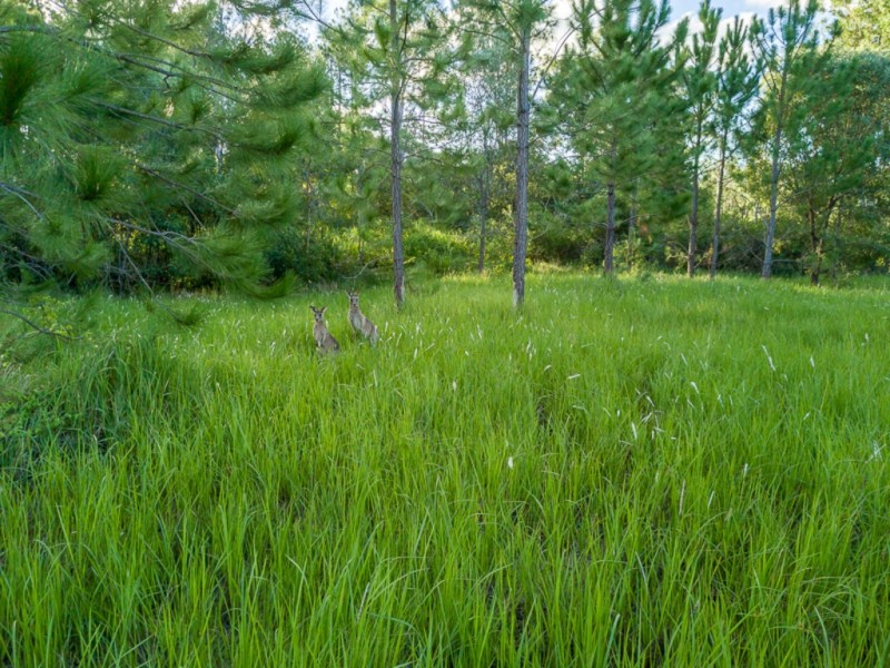 Lot 153 Arborsixteen Road, Glenwood QLD 4570