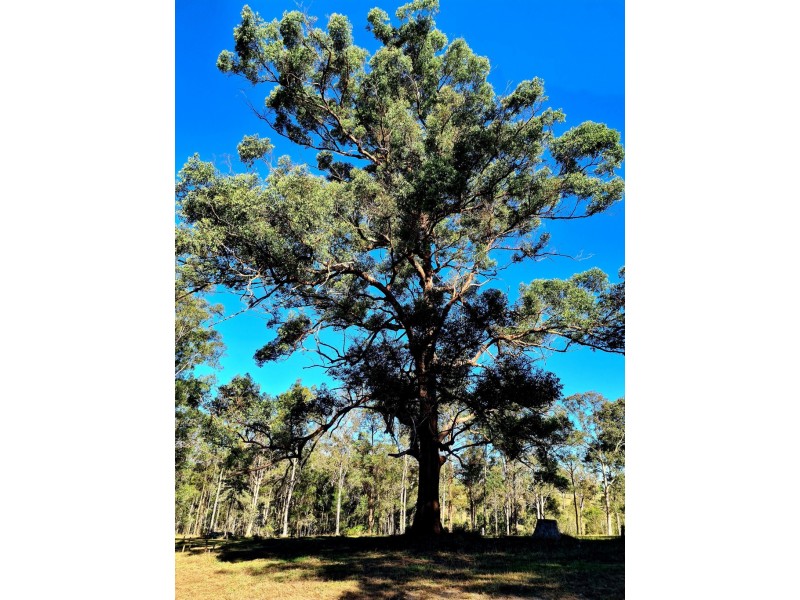 18 Baroona Court, Tamaree QLD 4570