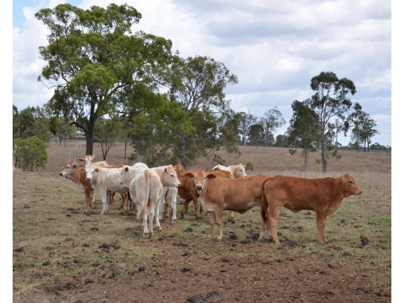 731 Eureka Station Road, Eureka QLD 4660