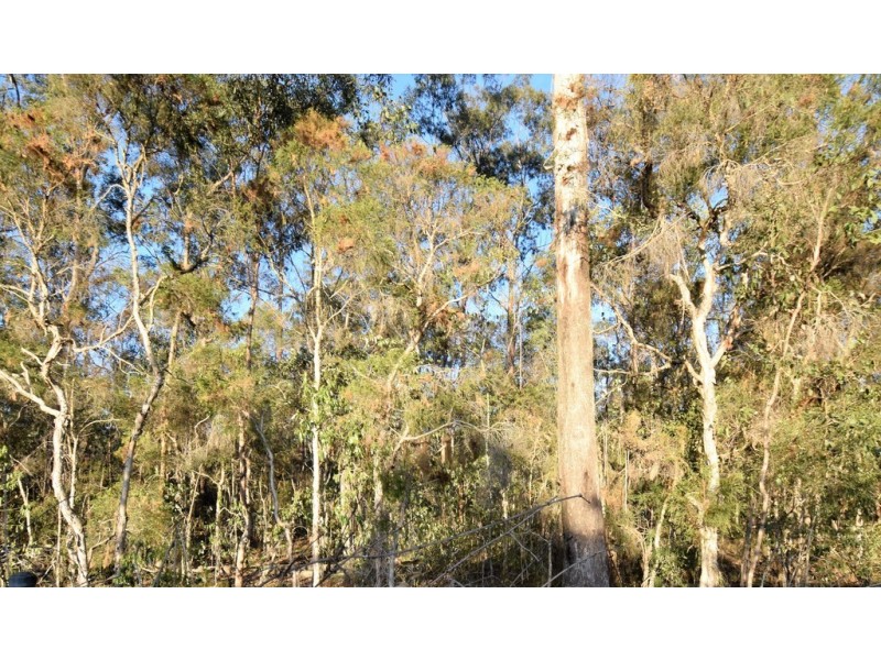16 MAPLE AVENUE, Camira QLD 4300