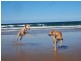 432 Oceanic Drive South, Wurtulla QLD 4575