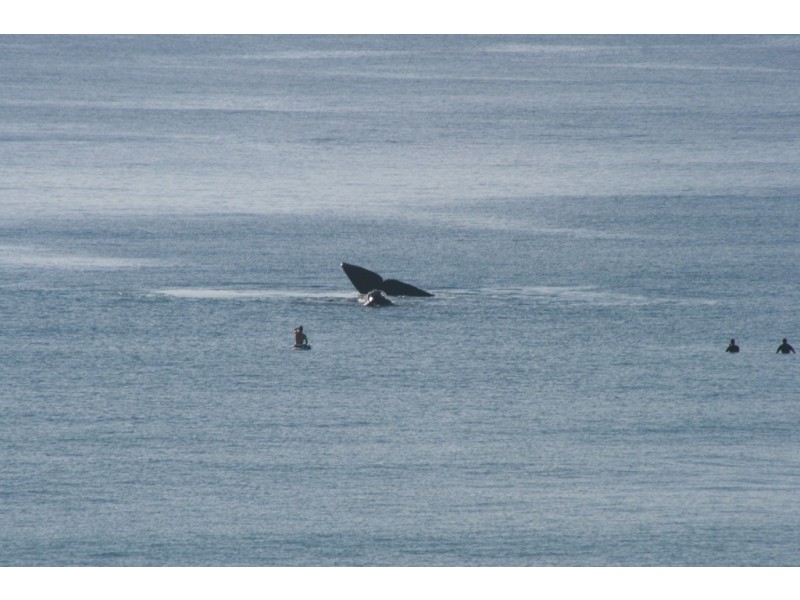 5/2 Seventeenth Ave, Palm Beach QLD 4221