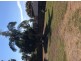 52 Poinciana Avenue, Tewantin QLD 4565