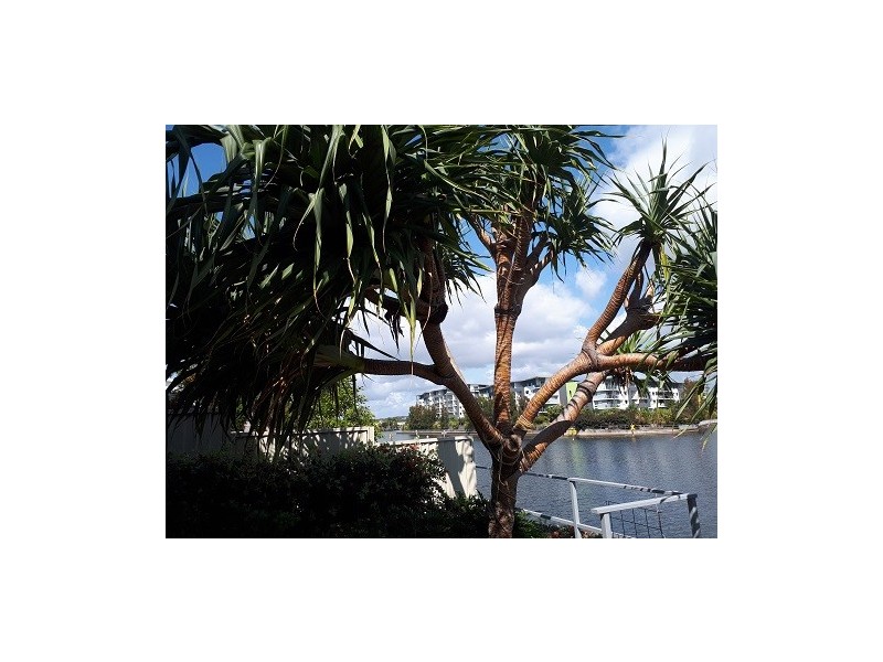 10 / 46 Regatta Blvd, Birtinya QLD 4575