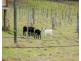 6299 Putty Road, Howes Valley NSW 2330