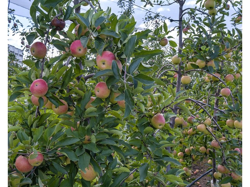 2327 Bells Line of Road, Bilpin NSW 2758