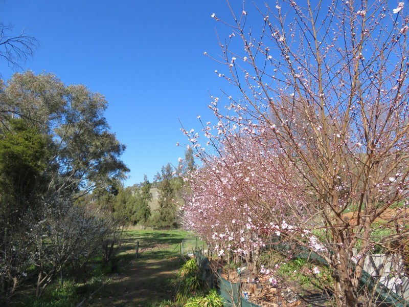 168 Punch Street, Gundagai NSW 2722