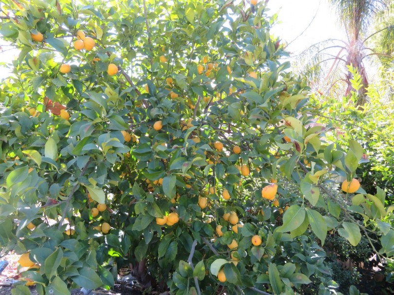 168 Punch Street, Gundagai NSW 2722