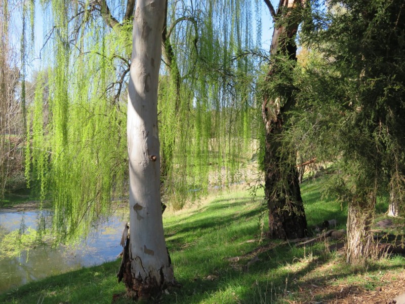 168 Punch Street, Gundagai NSW 2722