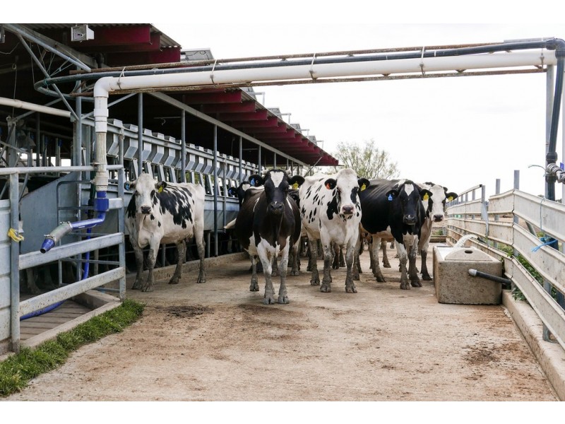 3336 Loddon Valley HWY, Tragowel VIC 3579