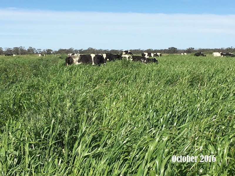 3336 Loddon Valley HWY, Tragowel VIC 3579