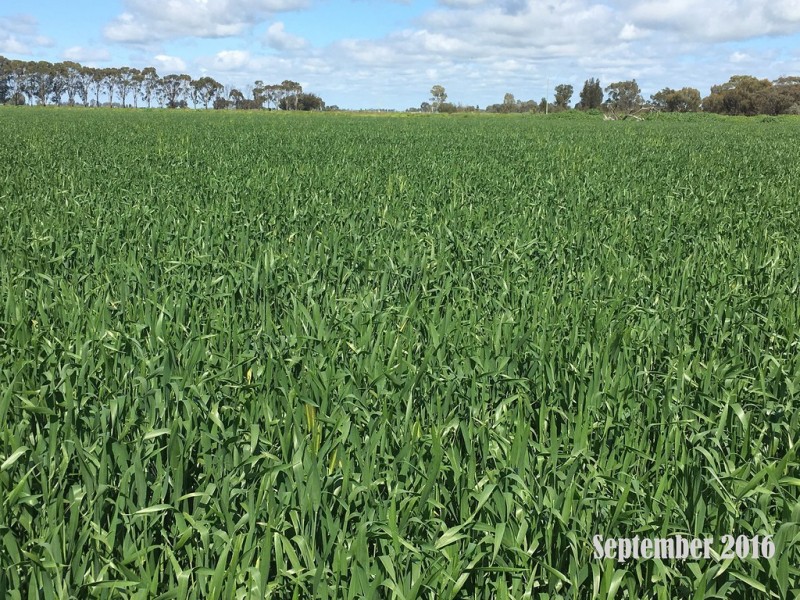 3336 Loddon Valley HWY, Tragowel VIC 3579