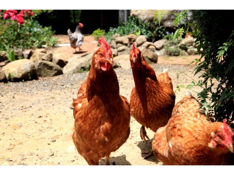 406 Tourist Road, Beaumont NSW 2577