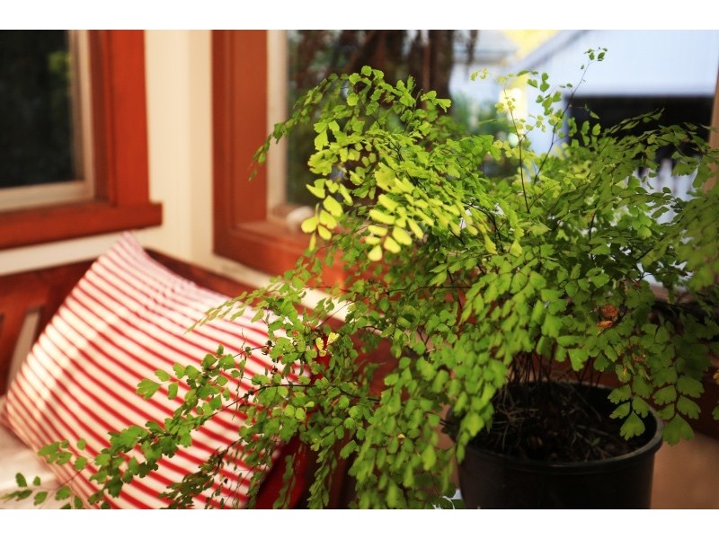 38 Prince Alfred Street, Berry NSW 2535