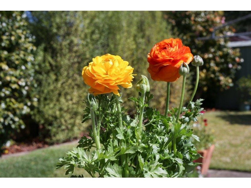 33 George Street, Berry NSW 2535