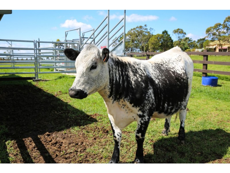 300 Coolangatta Road, Berry NSW 2535