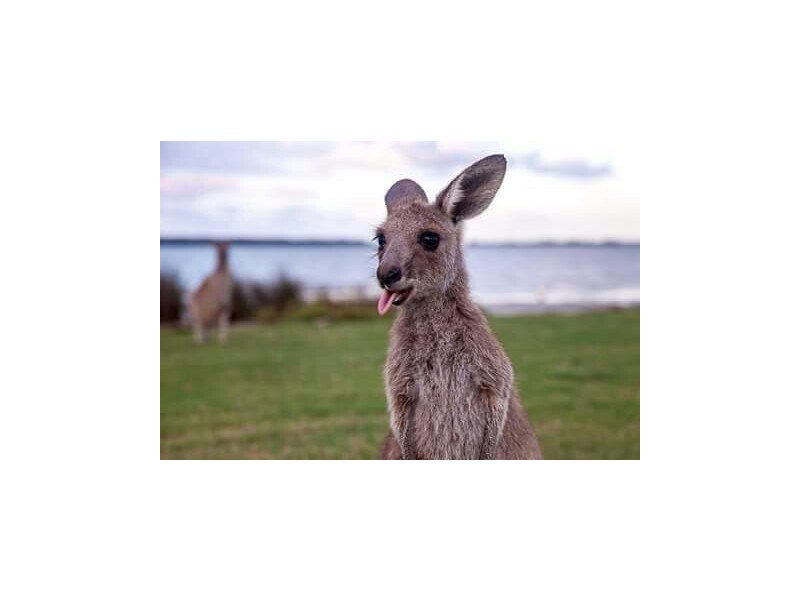 1814 Pumicestone Road, Toorbul QLD 4510