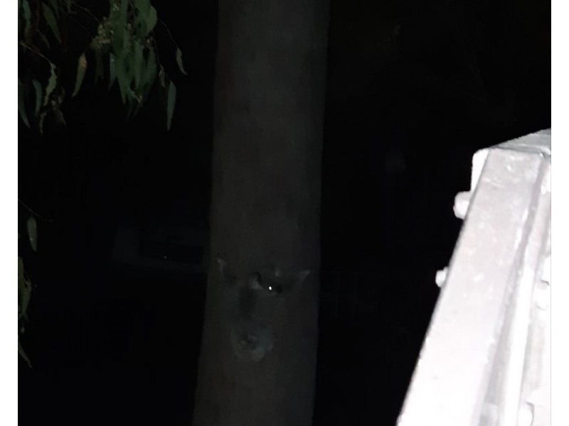 10 Lauder Street, Kallangur QLD 4503