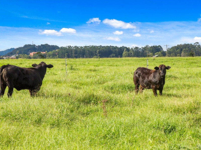 49 ELOUERA TERRACE, Murwillumbah NSW 2484