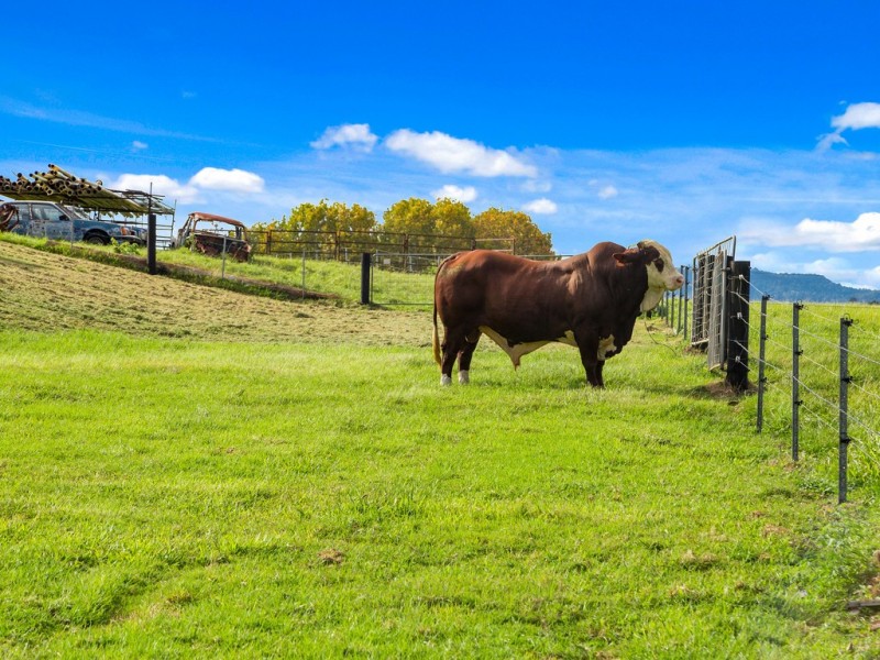 49 ELOUERA TERRACE, Murwillumbah NSW 2484