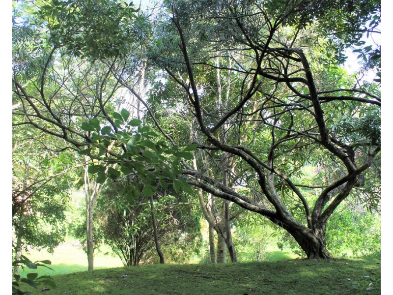 1446 KYOGLE ROAD, Uki NSW 2484