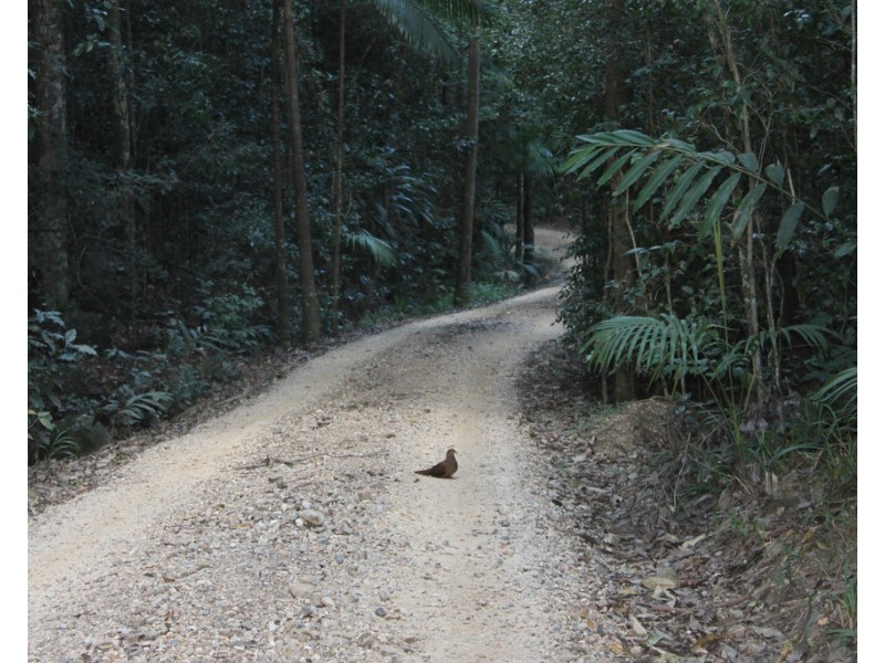 Lot 2 MOUNT WARNING ROAD, Mount Warning NSW 2484