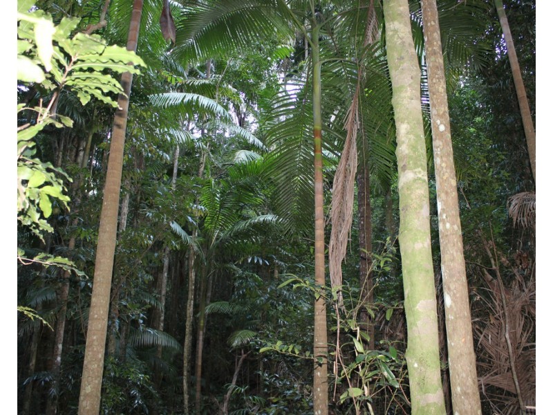 Lot 2 MOUNT WARNING ROAD, Mount Warning NSW 2484