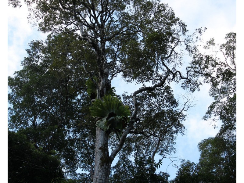Lot 2 MOUNT WARNING ROAD, Mount Warning NSW 2484