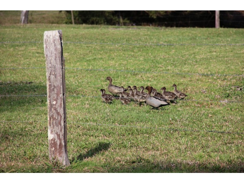 131 MINNOWS ROAD, Fernvale NSW 2484