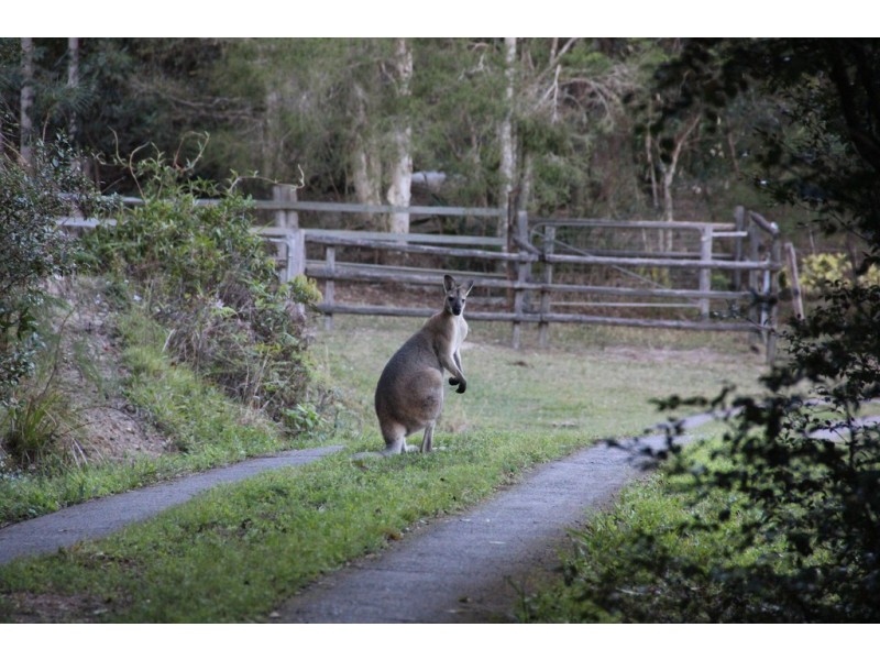 131 MINNOWS ROAD, Fernvale NSW 2484