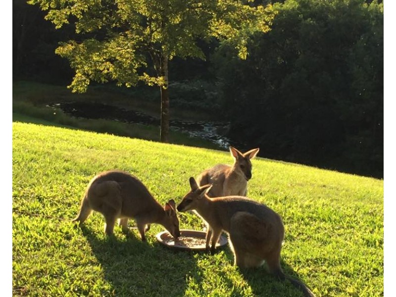 274 MOUNT BURRELL ROAD, Mount Burrell NSW 2484